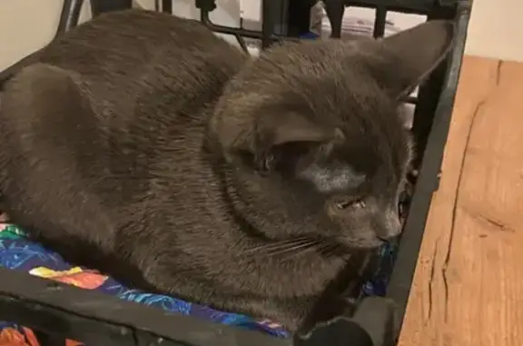 Найдена кошка, Гурьевский городской округ, фото: Кошка найдена у ДК, Лесная 6, Гурьевск