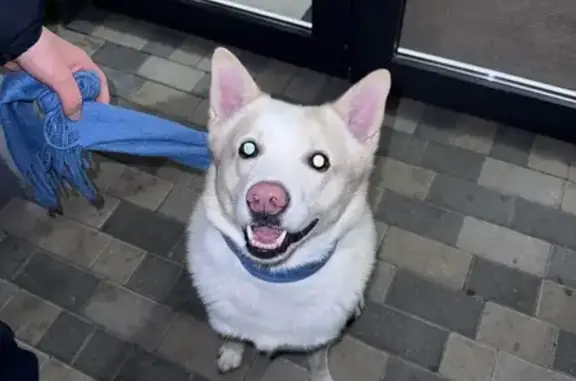 Найдена собака, Зеленоградск, фото: Собака найдена: ул. Гагарина 55А, Зеленоградск