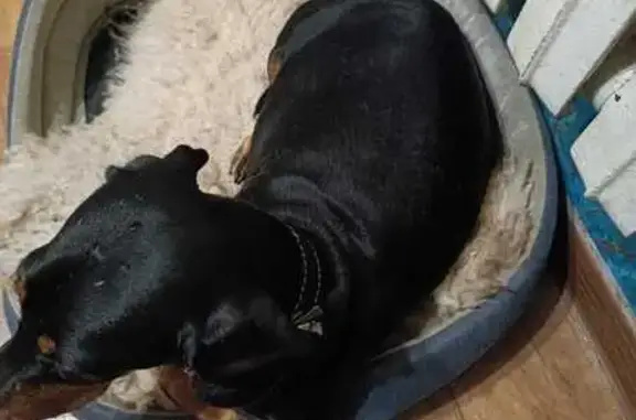 Пропала собака, Ликино-Дулёво, МО