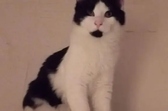 Кошки потеряшки, Сочи, фото: Потеряшка кошка, ул. Чехова 58, Сочи