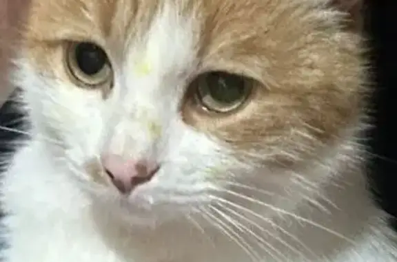 Пропала кошка, Кусковская ул. 33, Москва