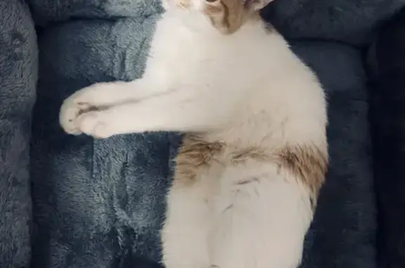 Пропала кошка Маруся, ул. Слепнёва 30Б