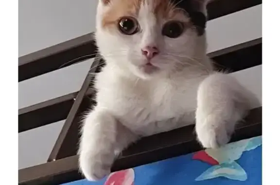 Кошки потеряшки, Москва, фото: Потеряшка кошка, Совхозная ул. 25/14, Москва