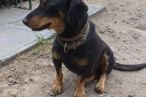 Пропала собака: Сыропятская 28, Омск