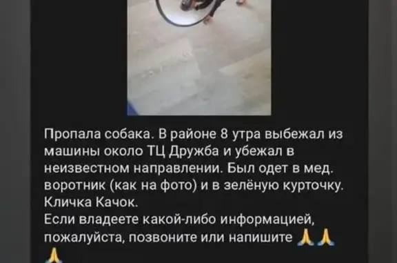 Пропала собака, Гусинобродское ш. 31/2