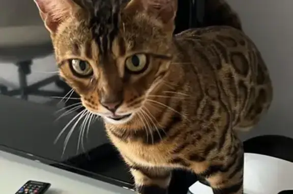 Пропала бенгальская кошка, Инжирный 4