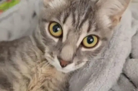 Кошки потеряшки, , фото: Потеряшка кошка Ириска, ХМАО-Югра