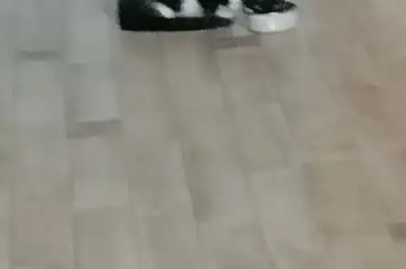 Пропала кошка, Школьная ул., 5, Варские