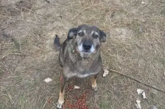 Пропала собака, ул. Фурманова 55, Старый Оскол