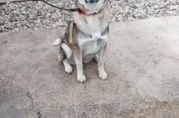 Найдена собака, Калужская область, фото: Собака найдена: Калужская область