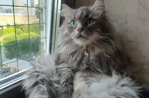 Кошки потеряшки, Москва, фото: Потеряшка кошка, Красногвардейский бул., 1