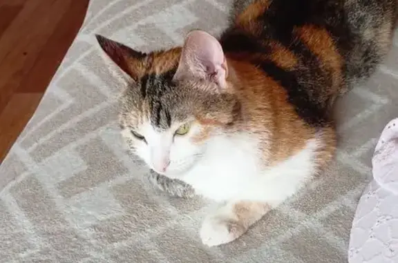 Кошки потеряшки, Казань, фото: Потеряшка кошка, Казань, Революционная 45