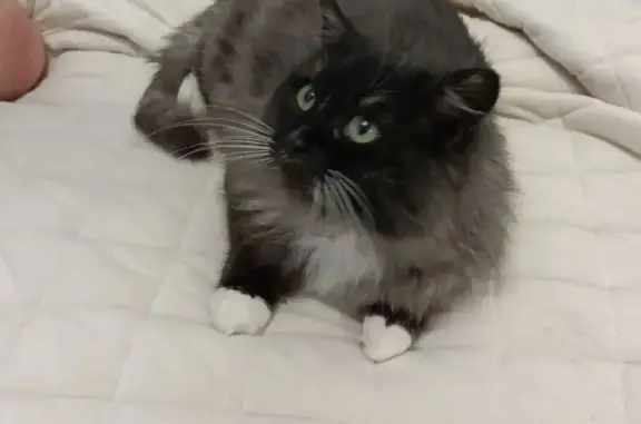 Пропала кошка, 1-я Текстильная, Родники