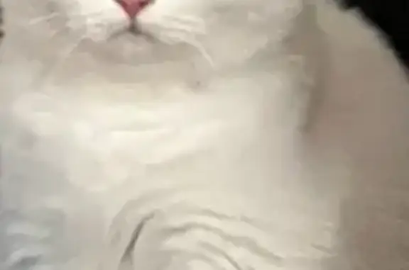 Пропала кошка, Почтовая ул. 51, Брянск