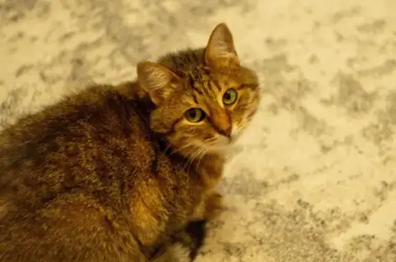 Пропала кошка, ул. 8 Марта, 59, Йошкар-Ола