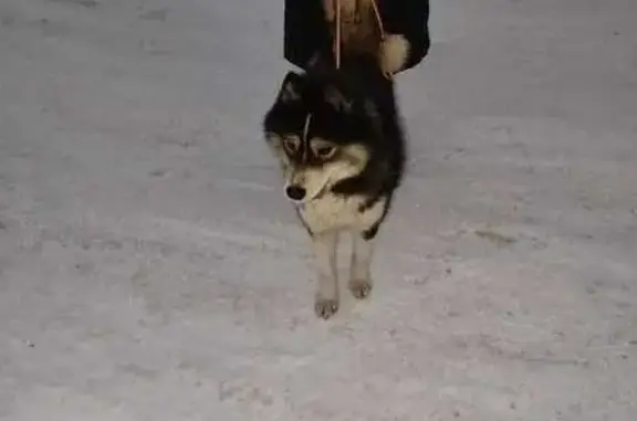 Найдена собака, Новосибирск, фото: Собака найдена: Вертковская, Новосибирск