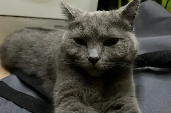 Найдена кошка, Казань, фото: Найдена кошка у проспекта Ибрагимова, 6