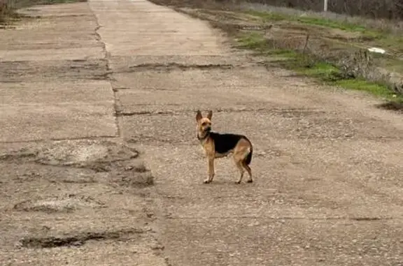 Найдена собака, , фото: Собака найдена в п. Куйбышев, Волгоградская обл.