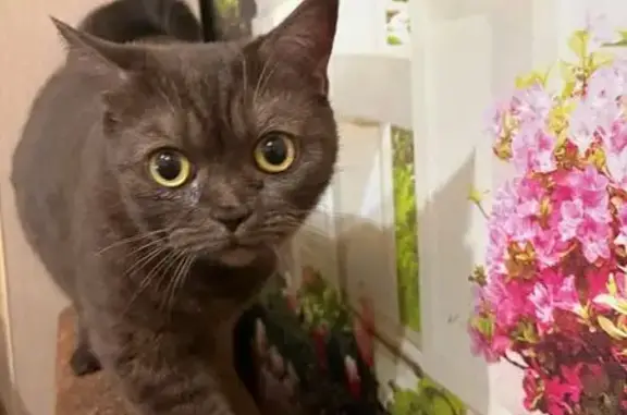 Найдена кошка, Ульяновск, фото: Кошка найдена на Врача Михайлова, 41А