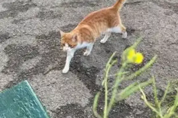 Пропала кошка на Мефодиевской 108