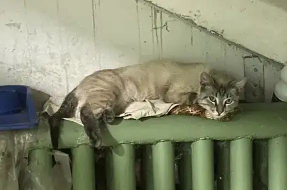 Найдена кошка, Пенза, фото: Кошка найдена на ул. Рахманинова, 39