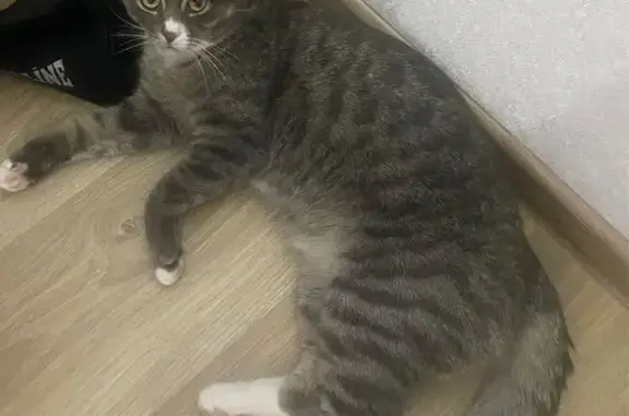 Пропала кошка, пр. ПромАгро, 16, Ст. Оскол