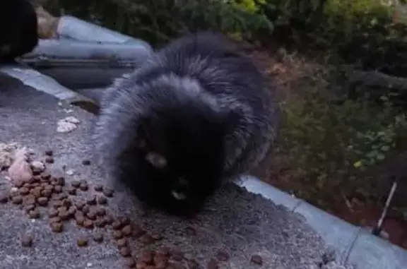 Найдена кошка, Алупка, фото: Кошка найдена: ул. Ленина, Алупка