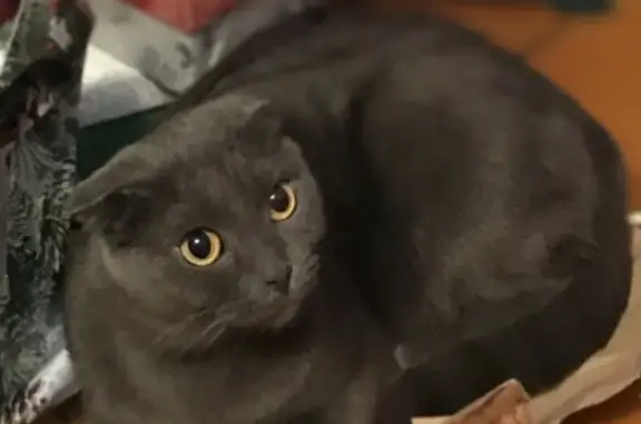 Пропала кошка, Черемновская ул., Павловск