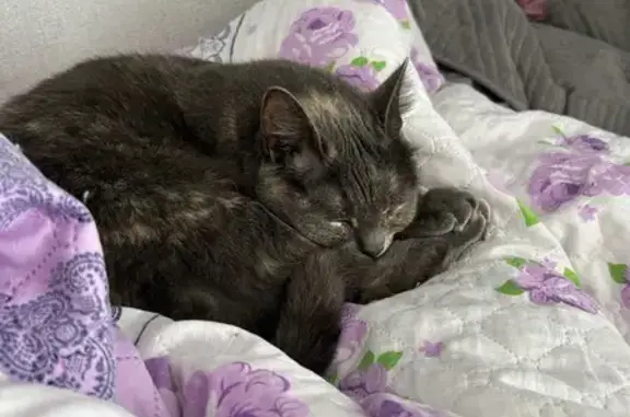 Пропала кошка, Донская ул., Новомосковск