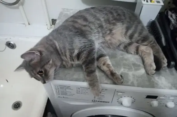 Кошки потеряшки, Омск, фото: Потеряшка кошка, Омск, 24-я Северная, 212А