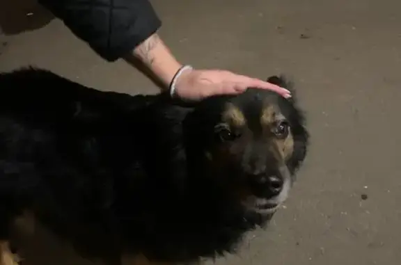 Найдена собака, Москва, фото: Собака найдена: Тихорецкий бульвар, Москва