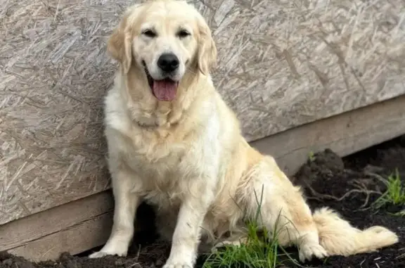 Пропала собака, Кишинёвская 14, НН