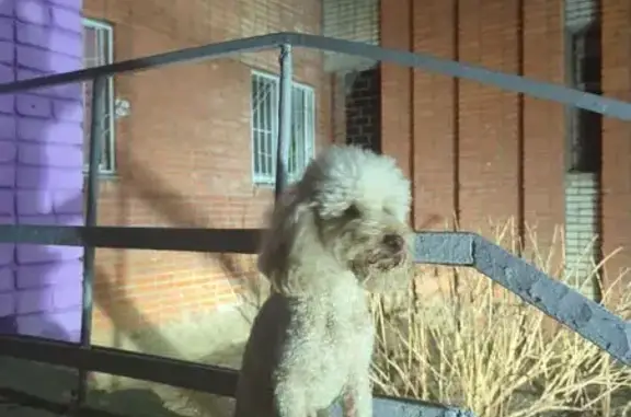 Найдена собака, Тула, фото: Найдена собака, ул. Горького 8, Тула