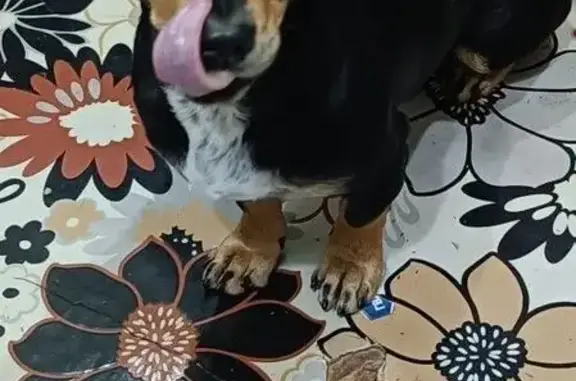 Пропала собака на Зелёной улице, Калининград