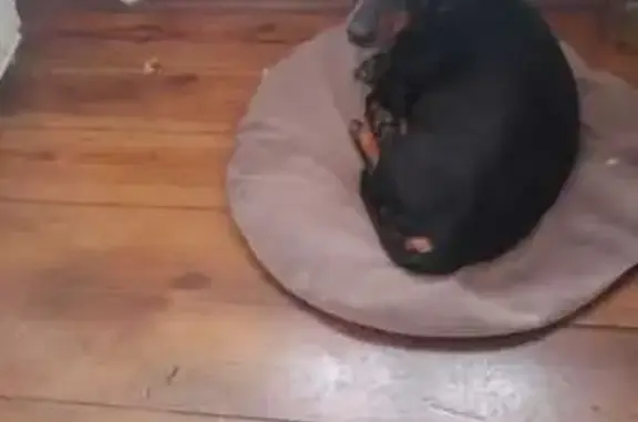 Пропала собака, ул. 1 Мая, 26А, Ликино-Дулёво