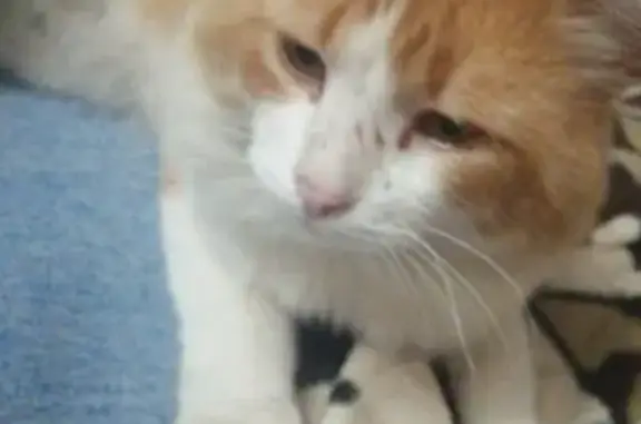 Пропал кот, ул. Галлактионова 32, 12.11.25