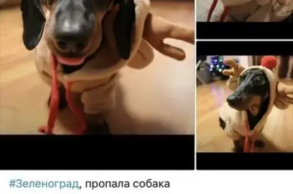 Собаки потеряшки, Зеленоград, фото: Потеряшка собака, Георгиевский пр., к1621