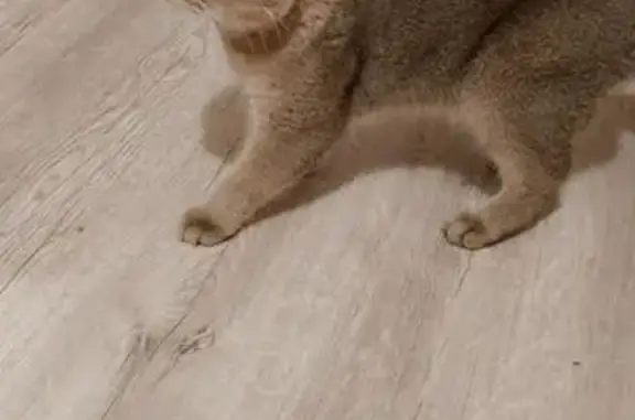 Найдена кошка, Калуга, фото: Кошка найдена: Московская ул. 178, Калуга