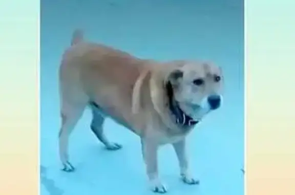 Найдена собака, Липецк, фото: Собака найдена: Алмазная ул., 12, Липецк