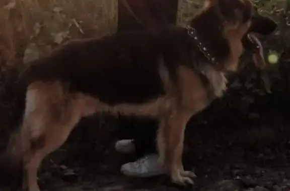 Собаки потеряшки, Батайск, фото: Потеряшка собака, Грузинская 273В, Батайск