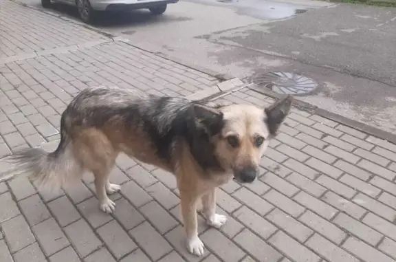 Собака найдена на Восточной, 4А, Совхозный