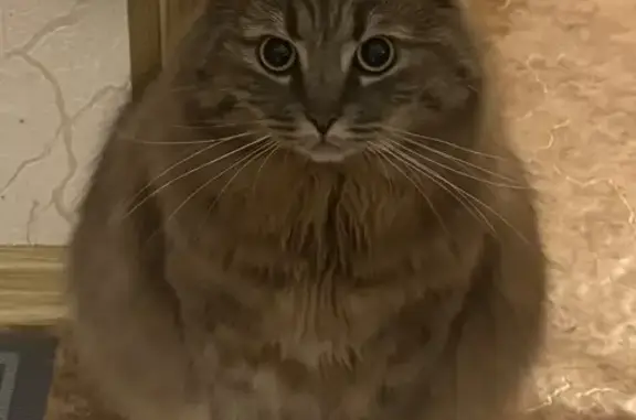 Пропала кошка, ул. Горького 20, Тамбов