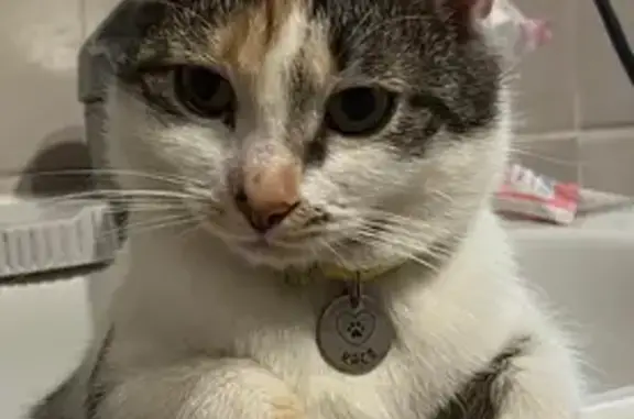 Кошки потеряшки, Долгопрудный, фото: Потеряшка кошка, 1-й Советский пер., Долгопрудный