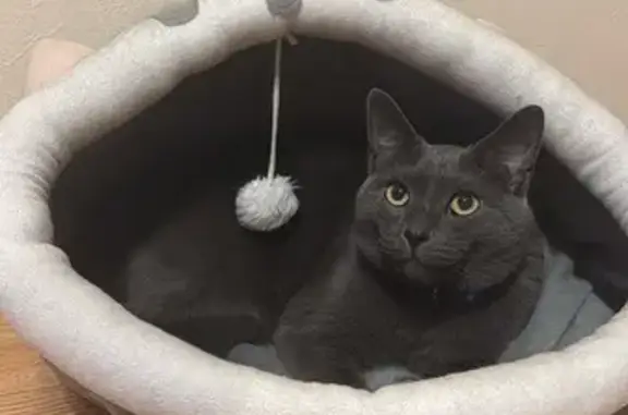 Пропала кошка, 40 лет Победы 133, Крд