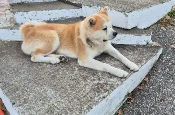 Найдена собака, , фото: Собака найдена в Абрау-Дюрсо, Краснодарский край