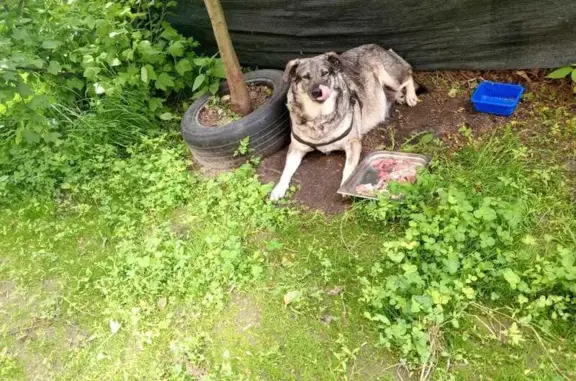 Собаки потеряшки, Кратово, фото: Потеряшка собака, 2-я Осенняя ул., Кратово