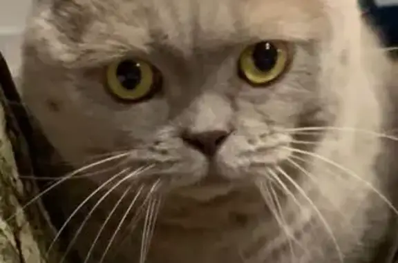 Пропал кот, Киевское шоссе, 25-26 км