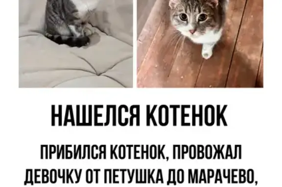 Найдена кошка, Нижегородская область, фото: Найдена кошка, Павлово, Нижегородская обл.