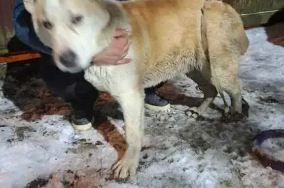 Найдена собака, Санкт-Петербург, фото: Собака найдена, ул. Харитона, СПб