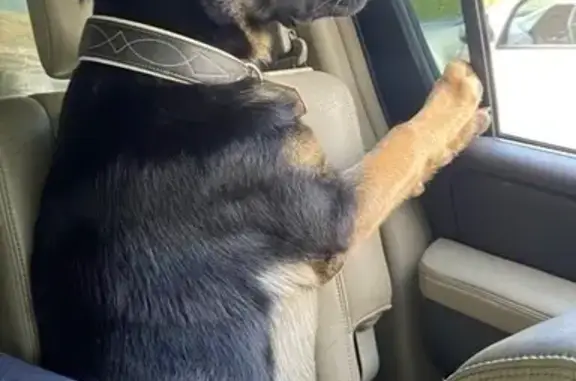 Собаки потеряшки, Яхрома, фото: Потеряшка собака, Яхрома, ул. Семешинская 20В